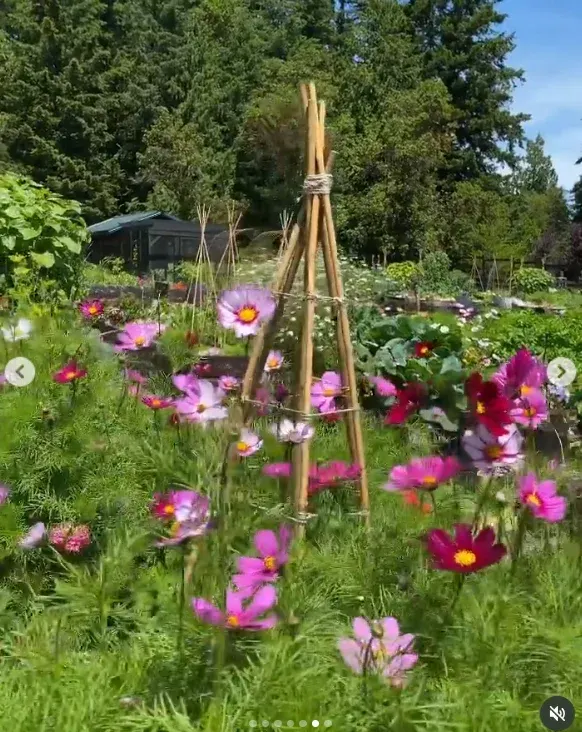 Nightshade Flower Garden Ideas